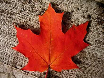 Maple Leaf, Made in Canada, Things From Canada, Canadian Inventions, Canada, Canadian Blogs, Bloggers from Canada, Canada Blogs